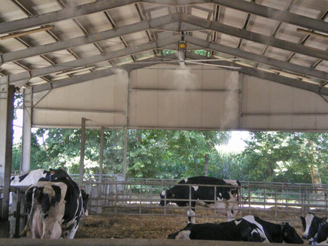 sistemi di nebulizzazione negli allevamenti