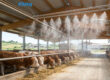 Nebulizzazione allevamento bovini